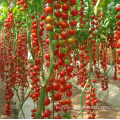 Hydroponics Sistema de crecimiento de tomate Invernadero de policarbonato
